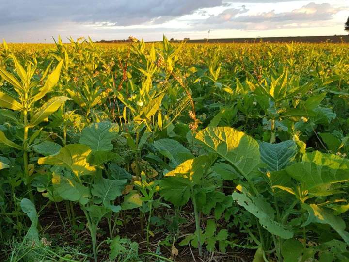 Réalisation de semis direct Bar-sur-Aube