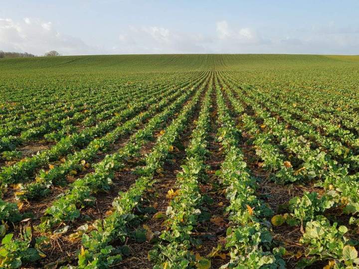 Pré-fauche des cultures Bar-sur-Aube