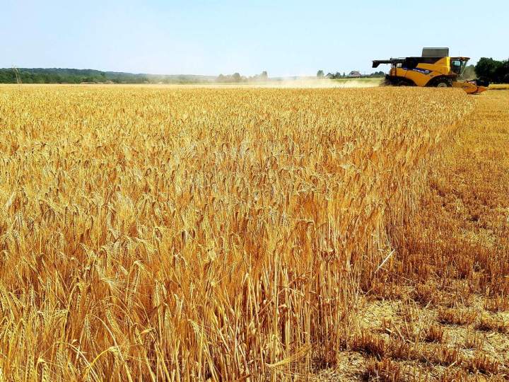 La pré-fauche de cultures pour booster vos rendements agricoles !