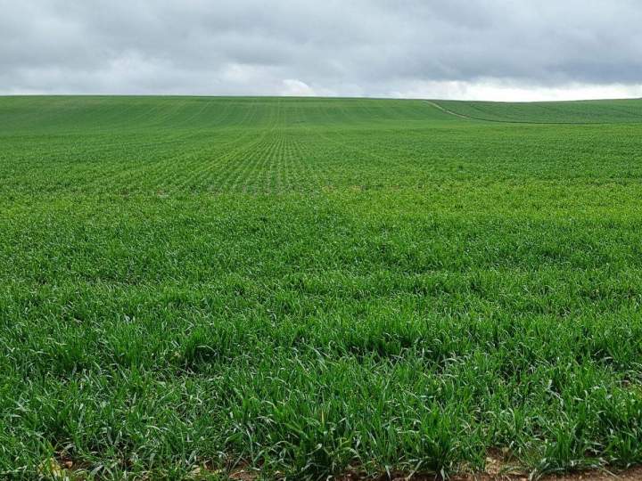 Semis direct Bar-sur-Aube