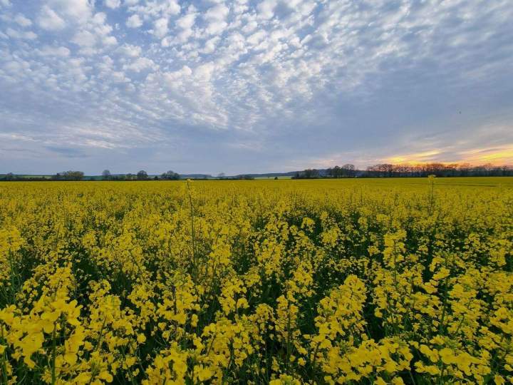 Service de binage Bar-sur-Aube