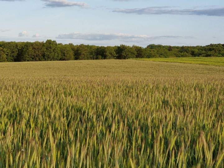 Fournisseur de couverts végétaux Bar-sur-Aube