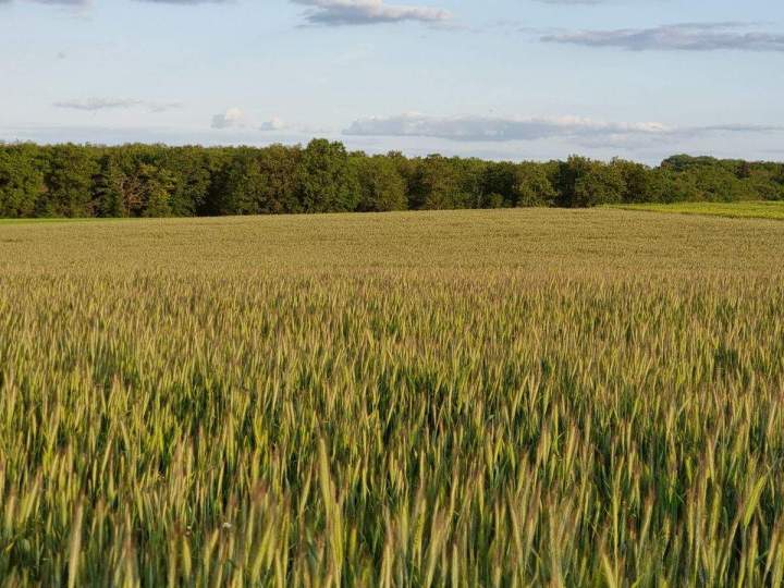 Semis direct Bar-sur-Aube