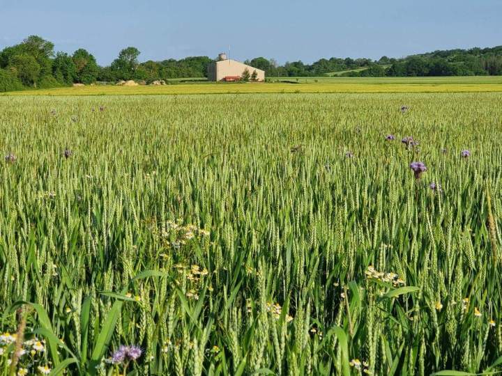 Spécialiste en pré-fauche des cultures Bar-sur-Aube