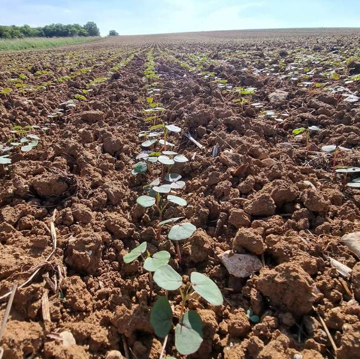 Fournisseur de couverts végétaux Bar-sur-Aube