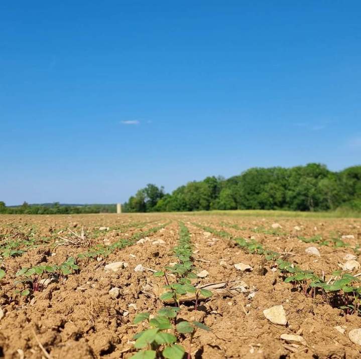 Stockage de carbone dans le sol
