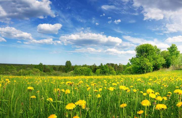 Fourniture de couverts végétaux Bar-sur-Aube